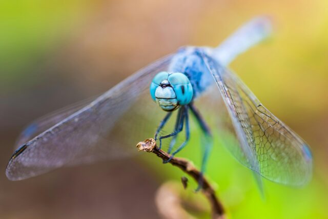 How to tell if a dragonfly is dying