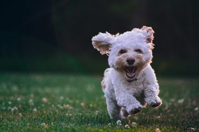 How to tell if your dog has worms